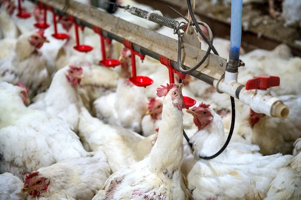 Poulet malade ou poulet triste à la ferme, Épidémie, grippe aviaire, problèmes de santé . — Photo