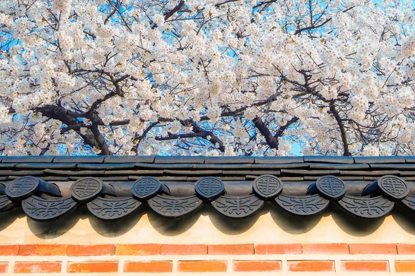 Flor de cerejeira com telhado de templo na primavera . — Fotografia de Stock