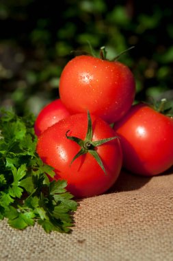 Bahçeden taze domates topladım.