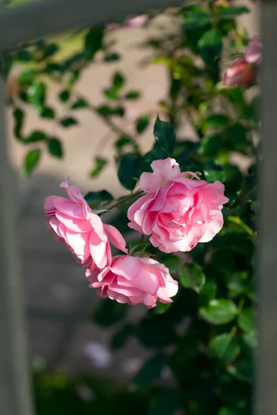 Ροζ Λουλούδι Φυτεμένο Ένα Παρτέρι — Φωτογραφία Αρχείου