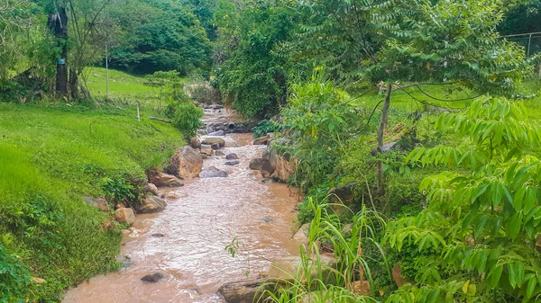 Petit Ruisseau Descendant Dans Jungle — Photo