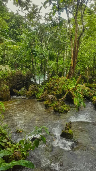 Végétation Ruisseau Dans Jungle — Photo