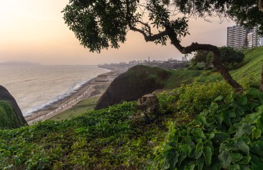 Lima Peru sahilinde gün batımı manzarası, bir uçurum, çimen ve bir ağaç manzarası.