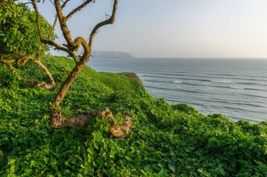 Miraflores Bölgesi Peru 'dan okyanus manzarası, bir uçurum, ağaç ve yeşil otlar.
