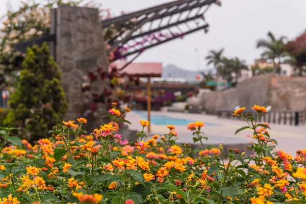 Lima Peru区La Muralla公园的Beautiful Flowers Trees — 图库照片