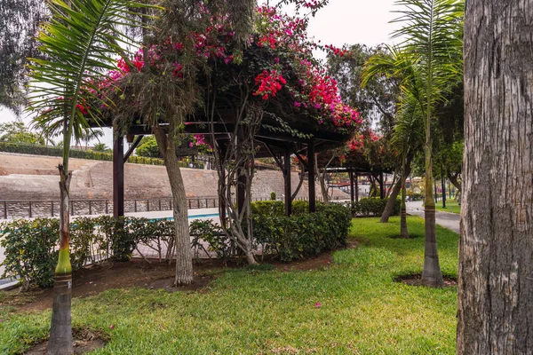 Schöne Bäume Muralla Park Lima Peru Pfad Wege Blumen — Stockfoto