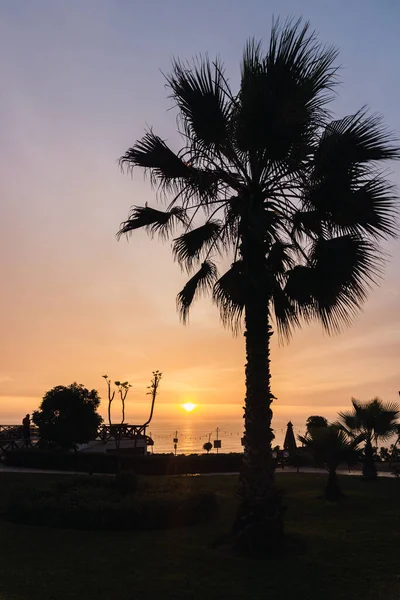 Beautiful sunset in Lima Peru, backlighting of the coast, magenta sky, golden hour, big palm tree backlighting