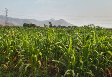Güneşli bir günde yeşil chala mısır tarlası. Arka plan dağları ve Pachacamac Lima Peru 'da açık gökyüzü.
