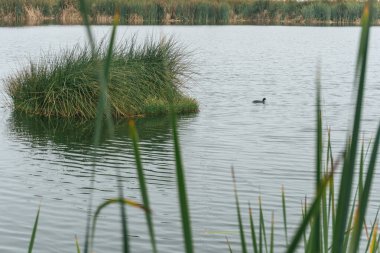 Pantanos de Villa 'da tamamen bitki örtüsüyle çevrili bir gölde yüzen ördek