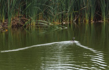 Pantanos de Villa 'da tamamen bitki örtüsüyle çevrili bir gölde yüzen ördek