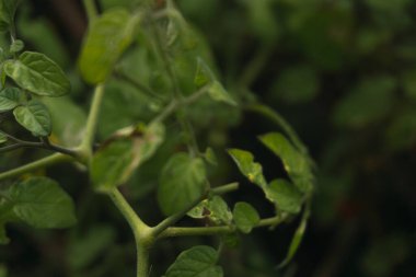 Odaklanmamış yeşil yapraklar ve brunchlar