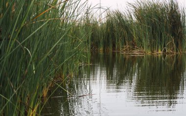 Pantanos de Villa 'daki Genesis gölü, Chorrillos Lima Peru' daki totora bitkileriyle çevrili büyük bir göl.