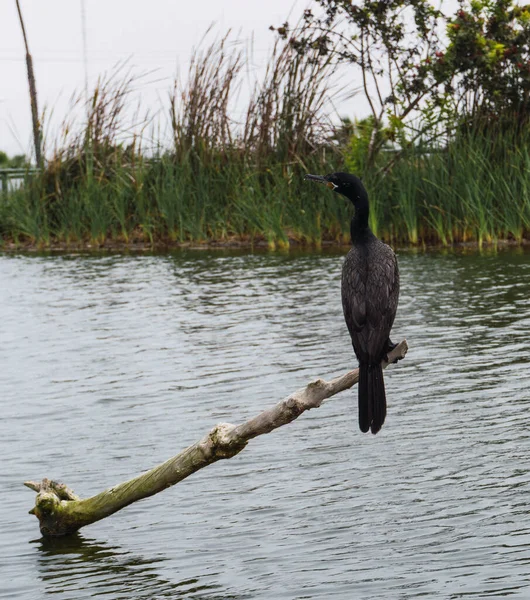 秘鲁利马省Pantanos市 一只名叫Cushuri Cormoran的黑鸟栖息在背景为Totora的树枝上 — 图库照片