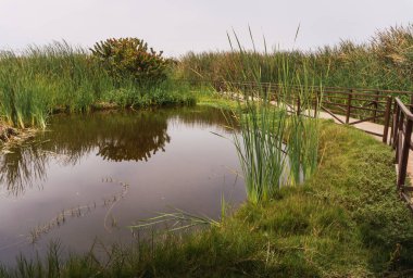 Pantanos de Villa Chorrillos Lima Peru 'da bitki örtüsüyle çevrili gölet.
