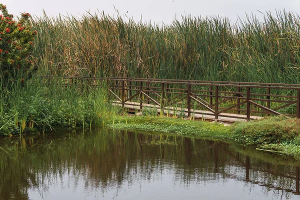 Teich Umgeben Von Vegetation Pantanos Villa Chorrillos Lima Peru — Stockfoto