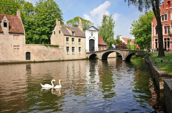 Labutě na řece v Bruggách — Stock fotografie