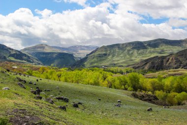 Dağlı manzara, önünde orman. Güzel manzara.