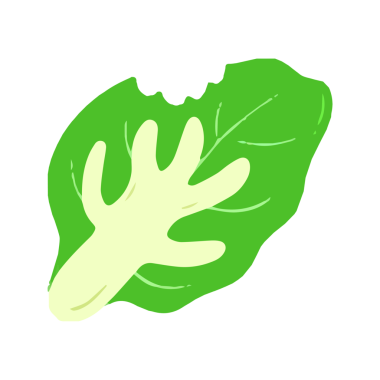 El çizimi Marul Yaprağı veya Yeşil Sebze