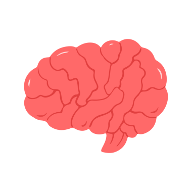 Tıbbi Anatomi Çalışması İçin Pembe İnsan Beyni Organı