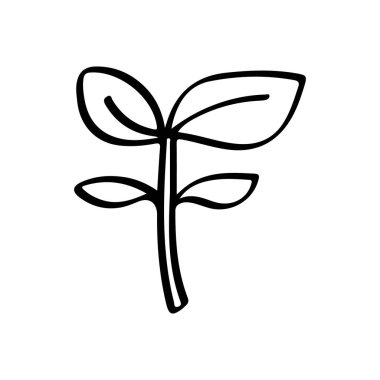 Dört Yapraklı Genç Bitki Filizi