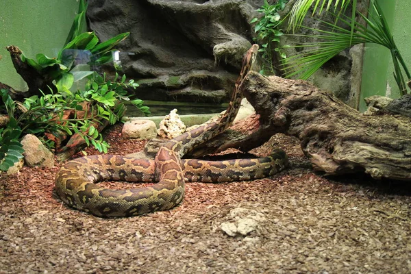 Anaconda Dans Zoo Serpent Géant — Photo