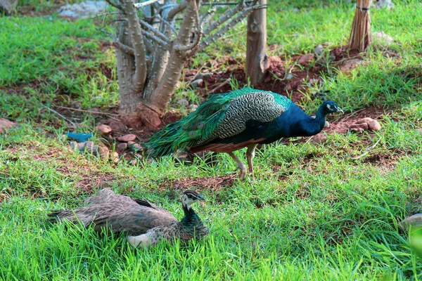 Peacock Wandering Zoo — Stock Photo, Image