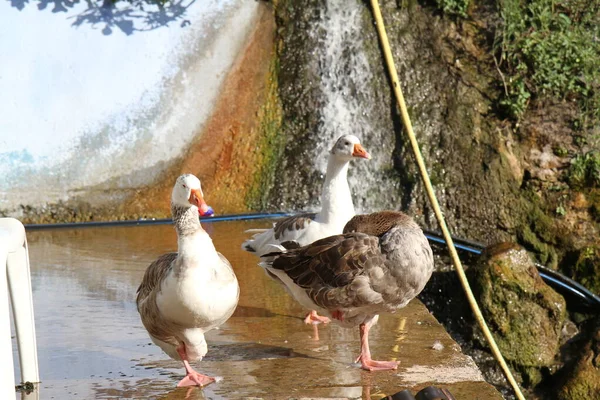 Három Kacsa Úszik Egy Kis Tóban — Stock Fotó