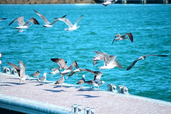 Seagulls Flying Air Virginia Beach Just Oceanfront Bright Blue Sky — Stock Photo, Image