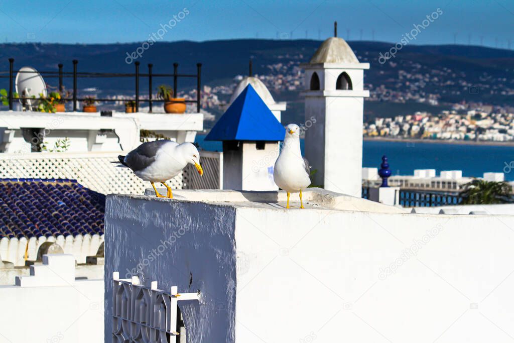 Seagulls on the rooftops of buildings in the Moroccan city of Tangier.