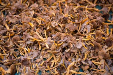 Piyasada taze mantarlar