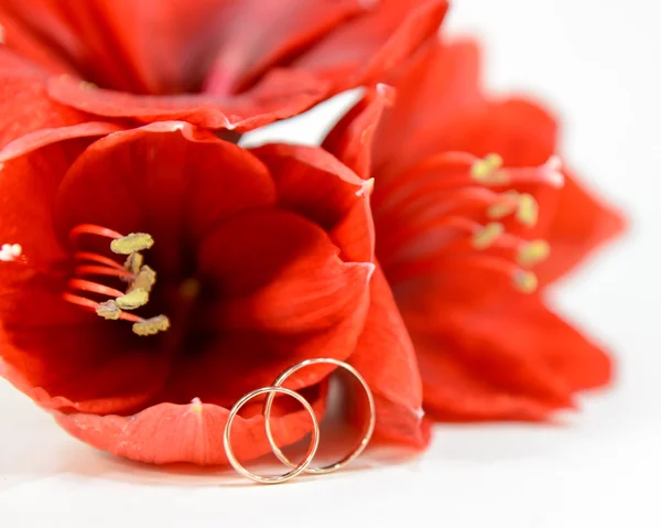 Красные цветы с обручальными кольцами . — стоковое фото