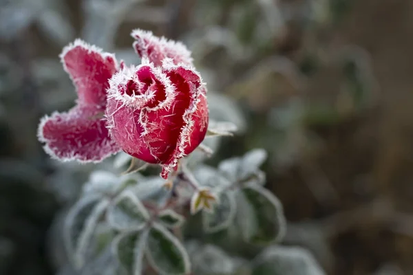 Red rose covered with frost. Copyspace. Selective focus. Bokeh.