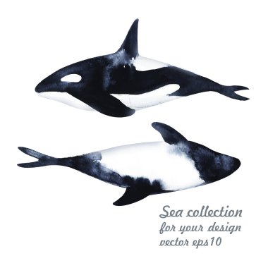 Suluboya katil balina