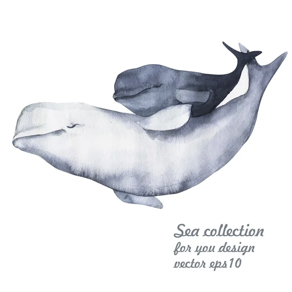 Aquarelle béluga dauphins — Image vectorielle