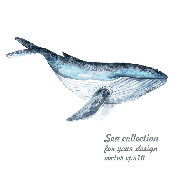 Aquarelle Peinture de baleine — Image vectorielle