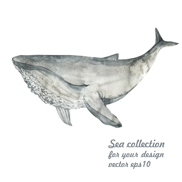 Acuarela Ballena gris — Vector de stock