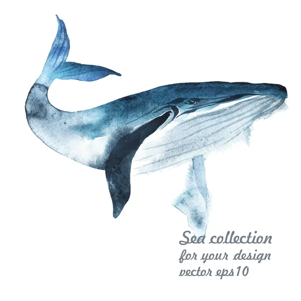 Aquarel walvis schilderij. — Stockvector