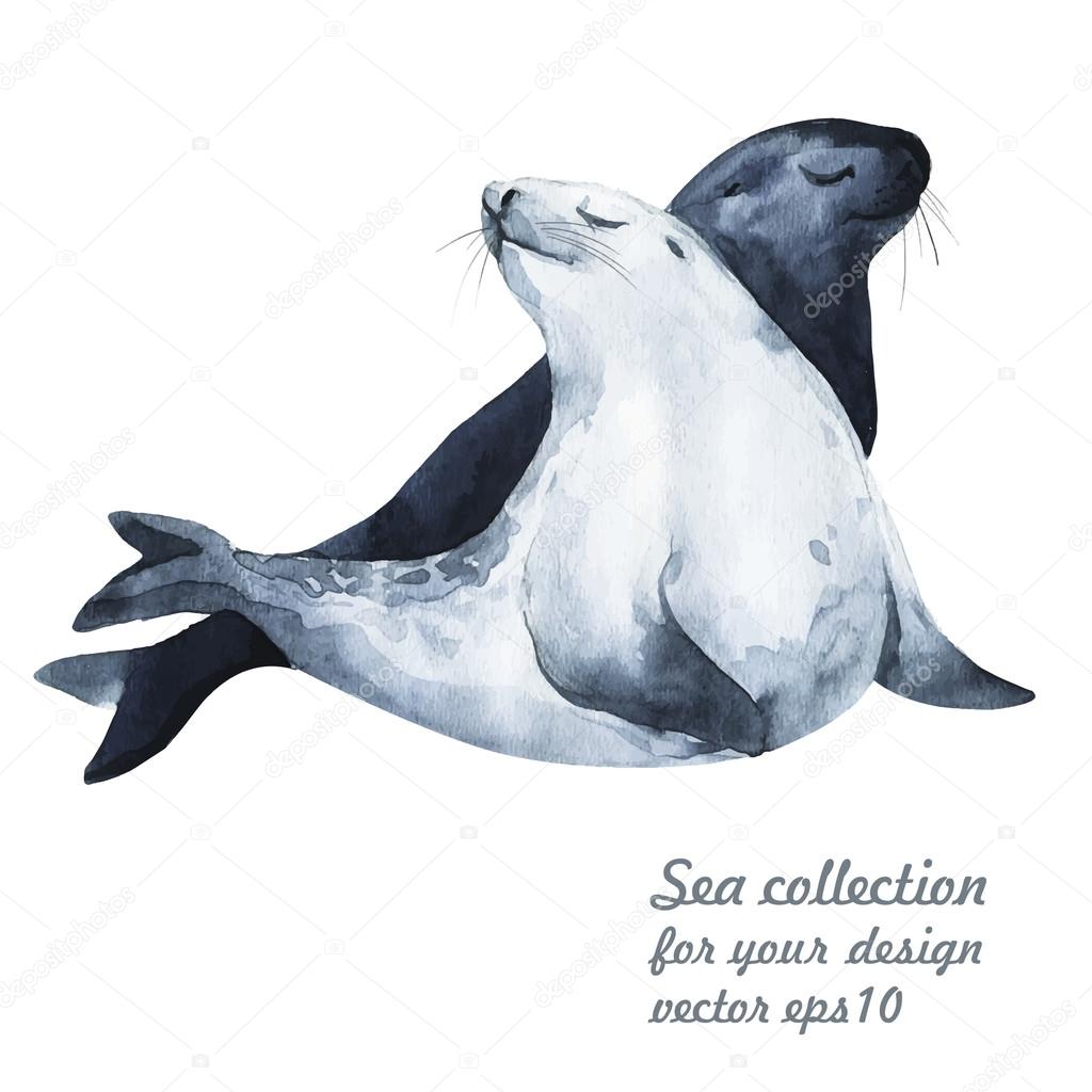 Watercolor sea lions Stock Vector Image by ©Katya_Bra #103871188