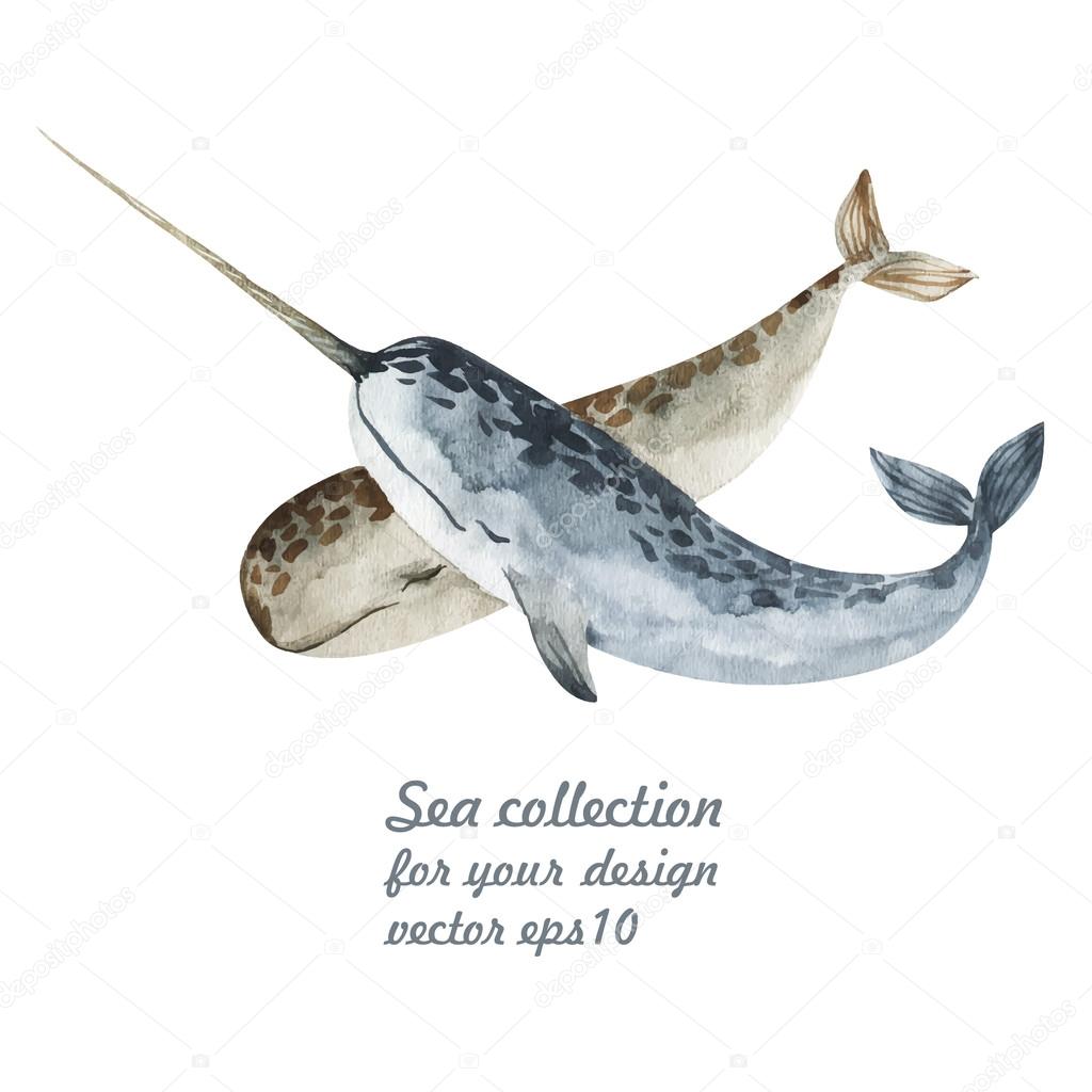Featured image of post Narwhal Drawing Realistic Narwhal realistic drawing stock illustration