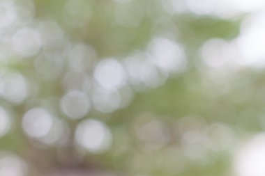 Hafif bulanıklık ve bokeh yeşil renk arka plan