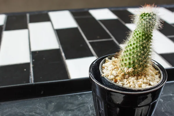 Kaktüs saksı, seçici odak üzerinde