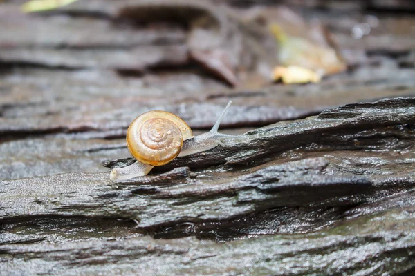 Caracol Pegue o toco, caracol, caracol beautif ul, caracol na madeira, único caracol, caracol no dia da chuva — Fotografia de Stock