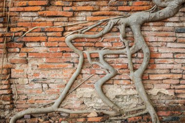 Siyah beyaz banyan kökü olan eski tuğla duvar