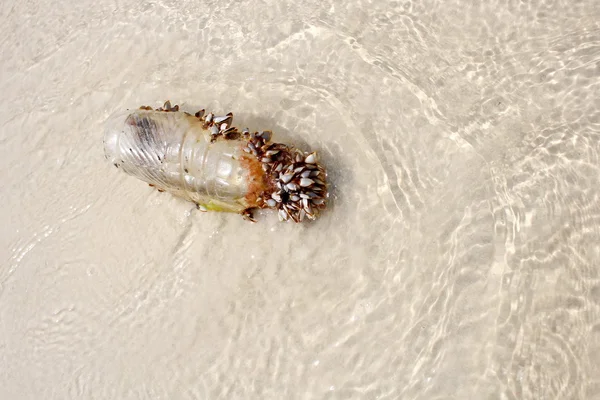 Muscheln mit Plastikflasche am Strand — Stockfoto