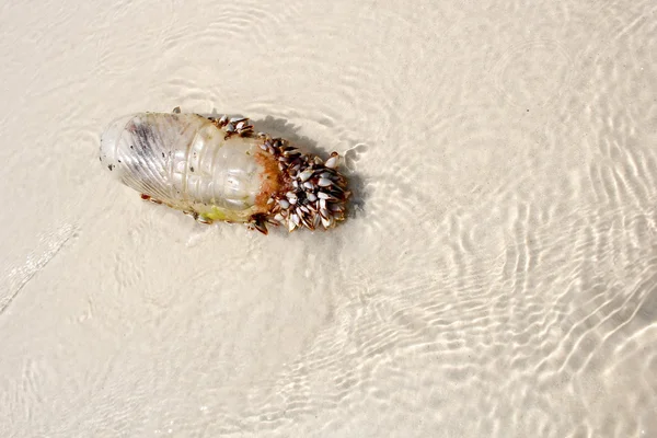 Conchas do mar com garrafa de plástico na praia Tailândia — Fotografia de Stock