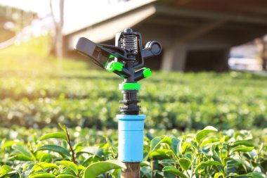 Su springer gündoğumu ile yeşil çay bahçeleri