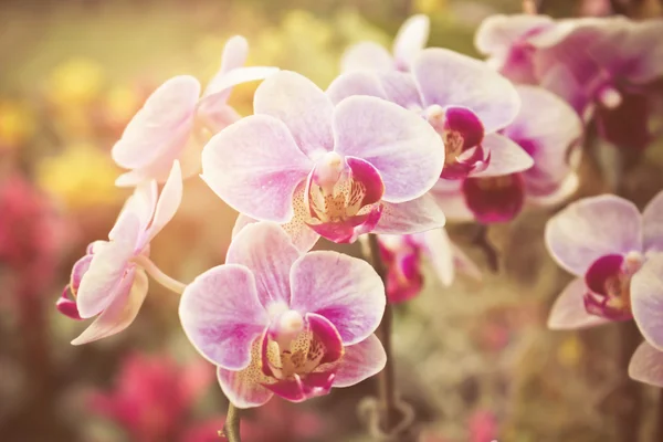 Ramo fiorente di orchidee all'alba — Foto Stock