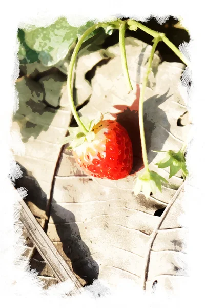 Postcard art concept strawberry water color art background — Stock Photo, Image