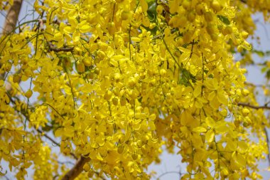 Cassia Fistül bloom bahçedeki ağaç üzerinde