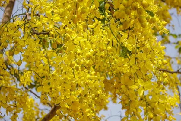 Cassia fistola fioritura su albero in giardino — Foto Stock